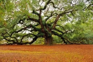 Lee más sobre el artículo Descubre qué árbol eres según tu fecha de nacimiento